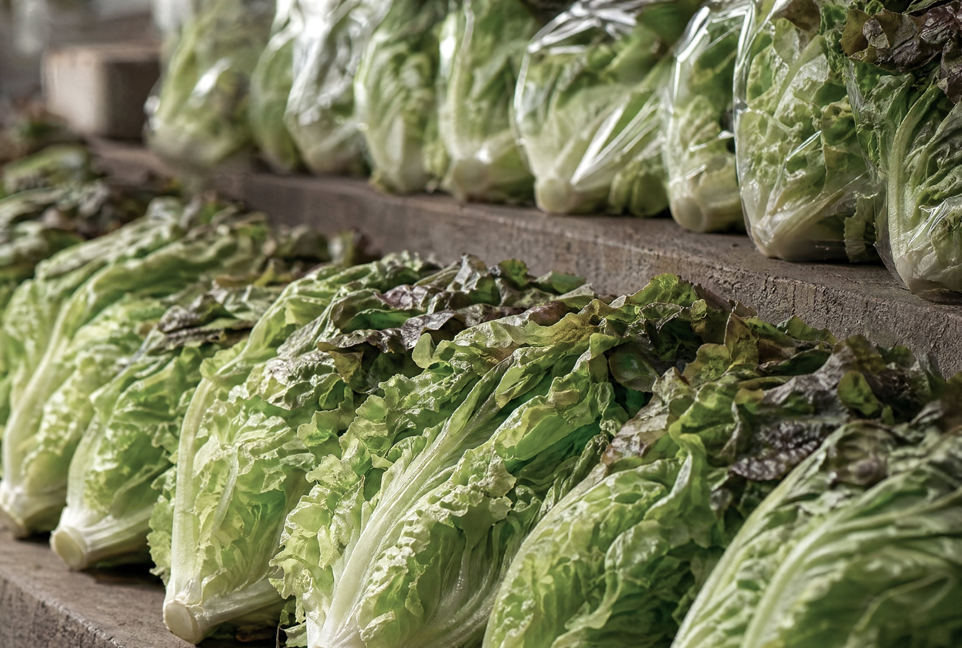 並んだ野菜